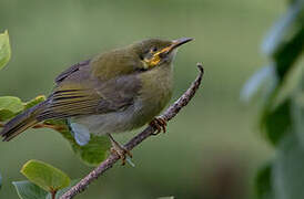 Polynesian Wattled Honeyeater