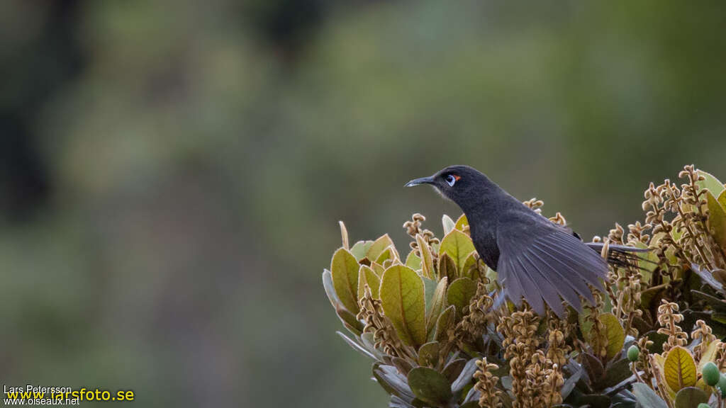 Sooty Honeyeateradult