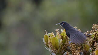 Sooty Honeyeater