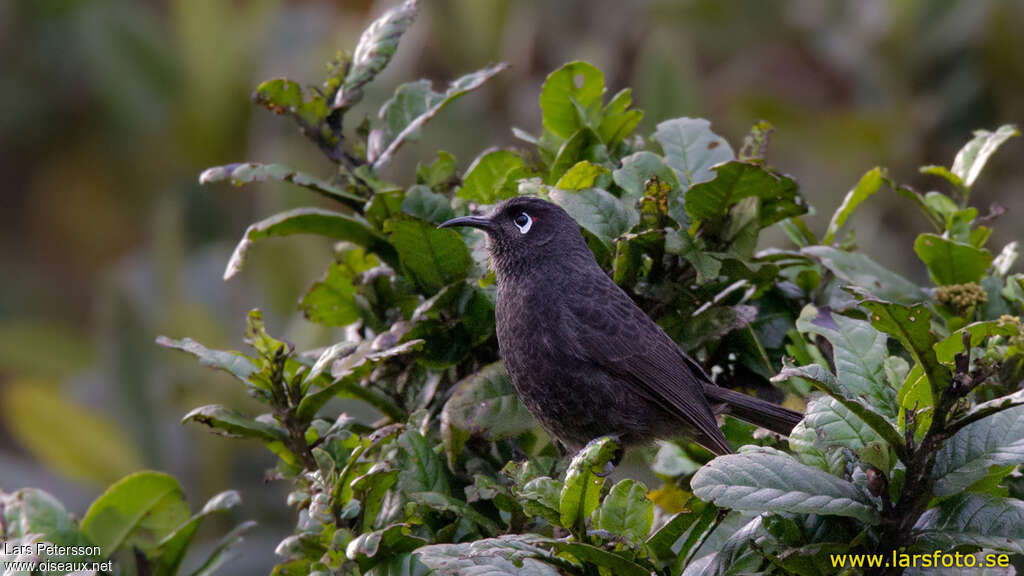 Sooty Honeyeateradult