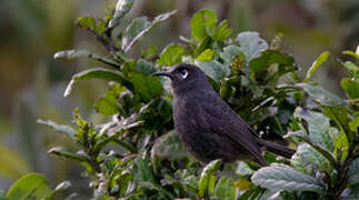 Sooty Honeyeater