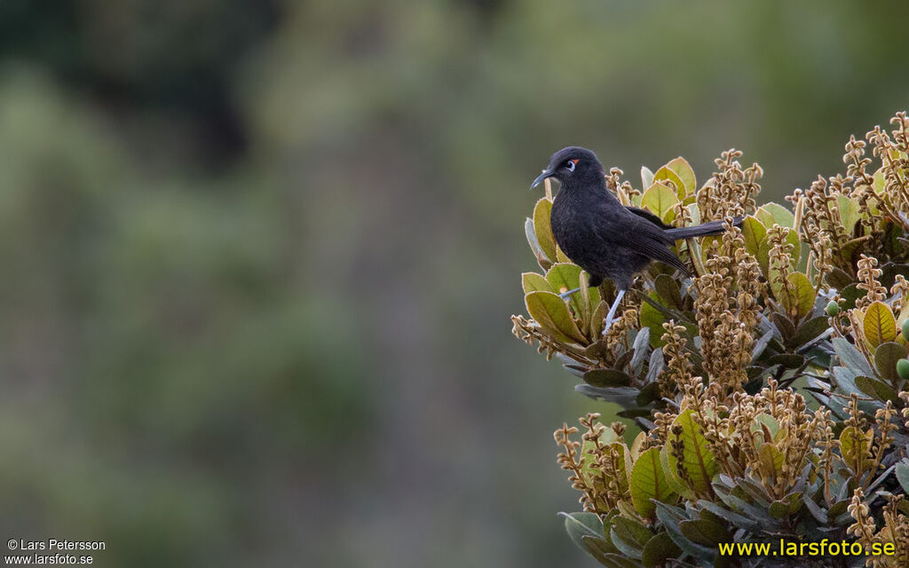 Sooty Honeyeater