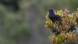 Sooty Honeyeater