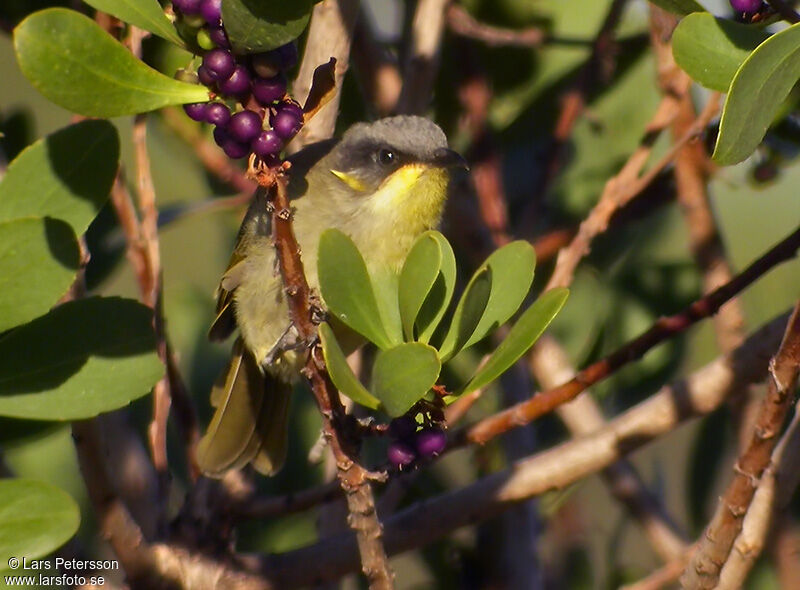 Purple-gaped Honeyeater