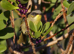 Purple-gaped Honeyeater