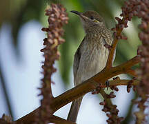 Silver-eared Honeyeater