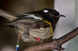 Stitchbird