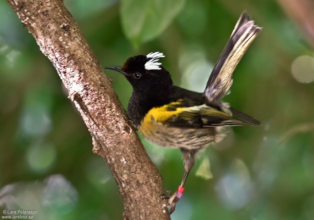 Stitchbird