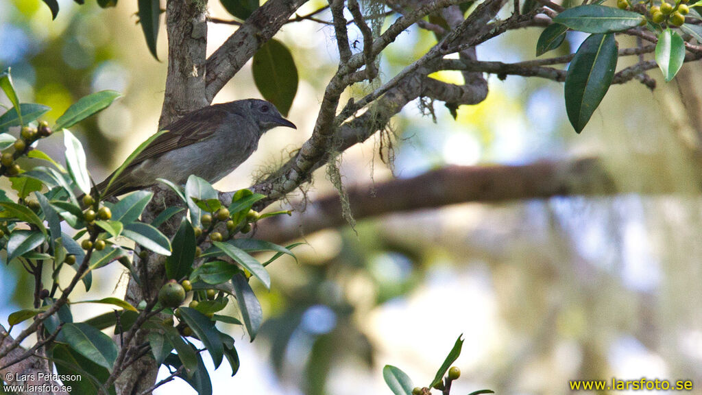 Marbled Honeyeater