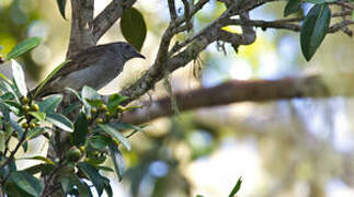 Marbled Honeyeater