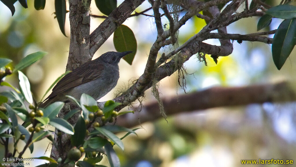 Marbled Honeyeater