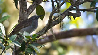 Marbled Honeyeater