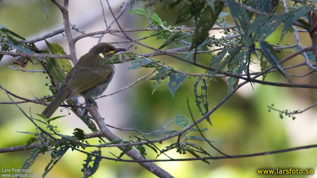 Mountain Honeyeateradult