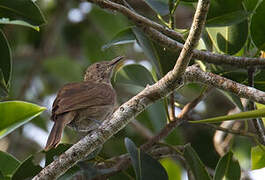 Plain Honeyeater