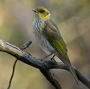 Yellow-plumed Honeyeater