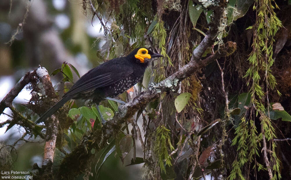 Spangled Honeyeateradult, identification