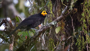 Spangled Honeyeater