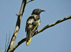 Regent Honeyeater