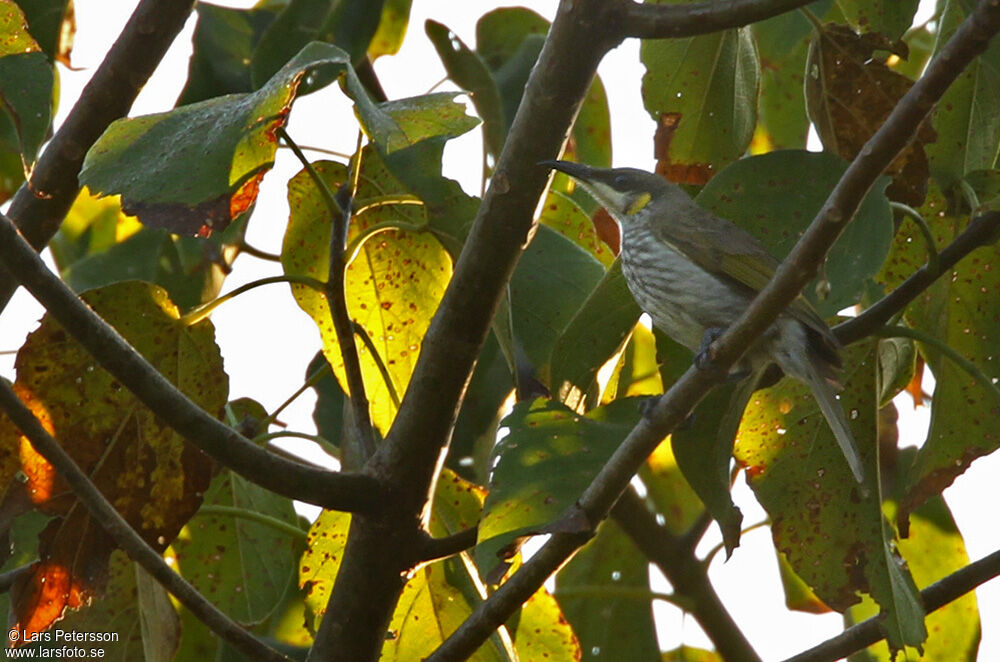 Streak-breasted Honeyeater