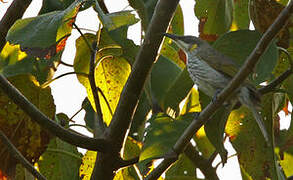 Streak-breasted Honeyeater