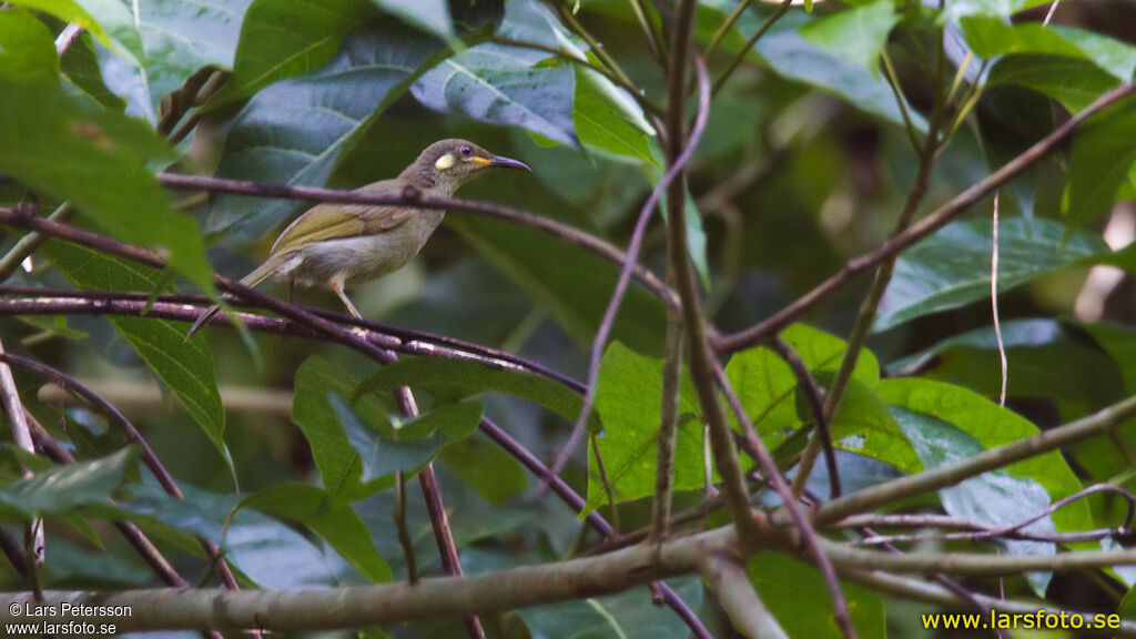 Mimic Honeyeater