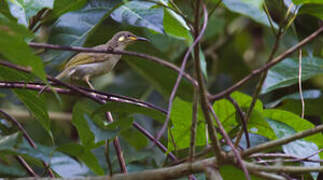 Mimic Honeyeater