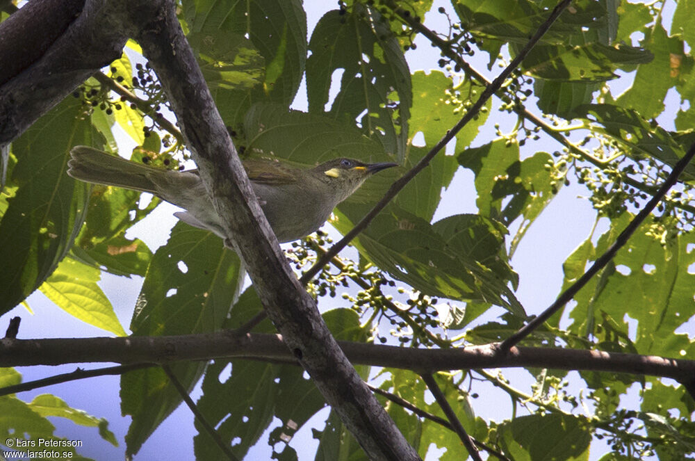 Mimic Honeyeater