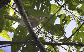 Mimic Honeyeater