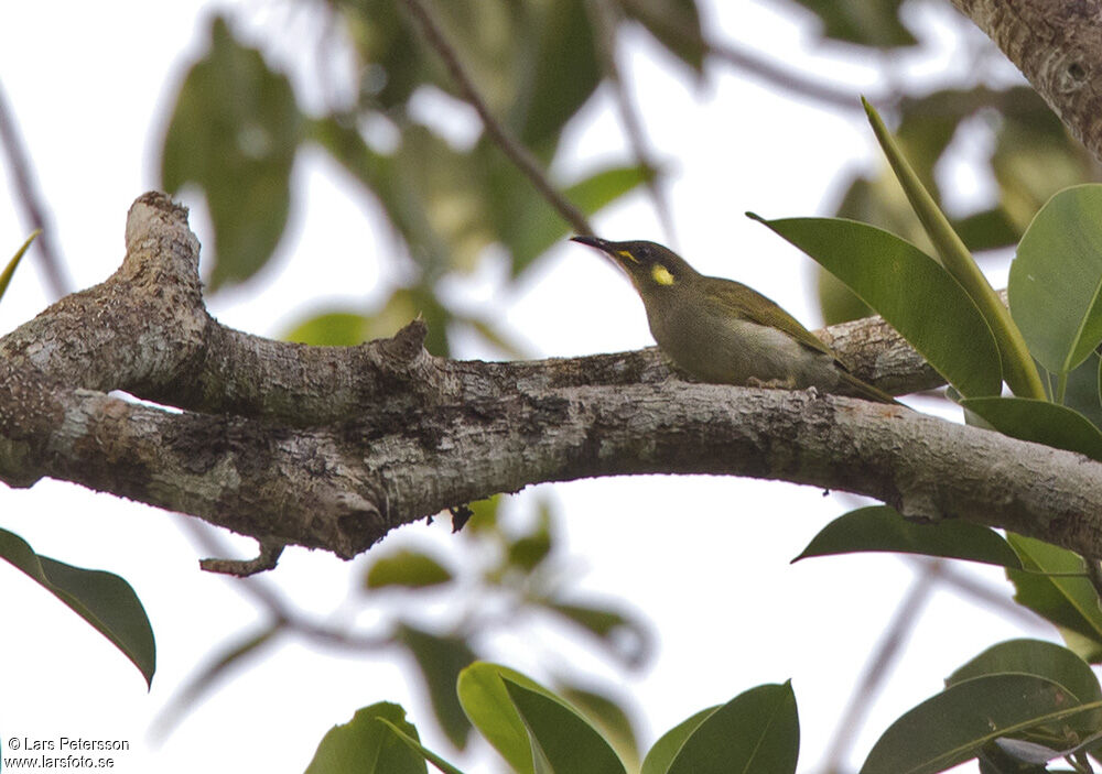 Mimic Honeyeater