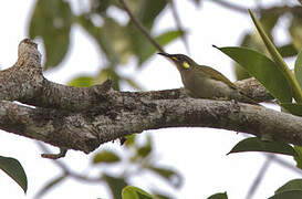 Mimic Honeyeater