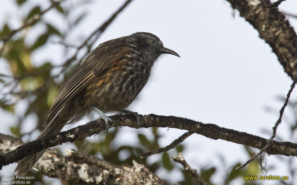 Grey-streaked Honeyeater