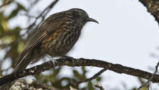 Grey-streaked Honeyeater