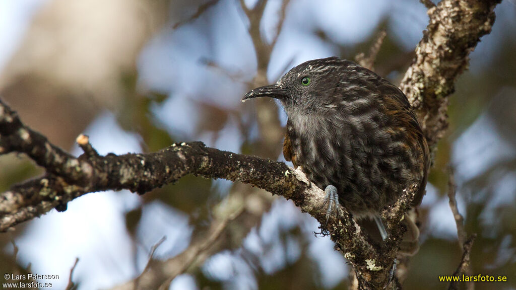 Grey-streaked Honeyeater