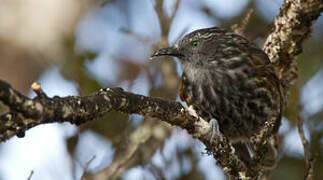 Grey-streaked Honeyeater