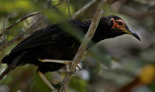 Crow Honeyeater