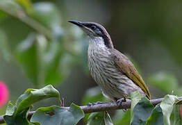 Varied Honeyeater