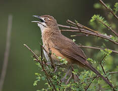 Moustached Grass Warbler