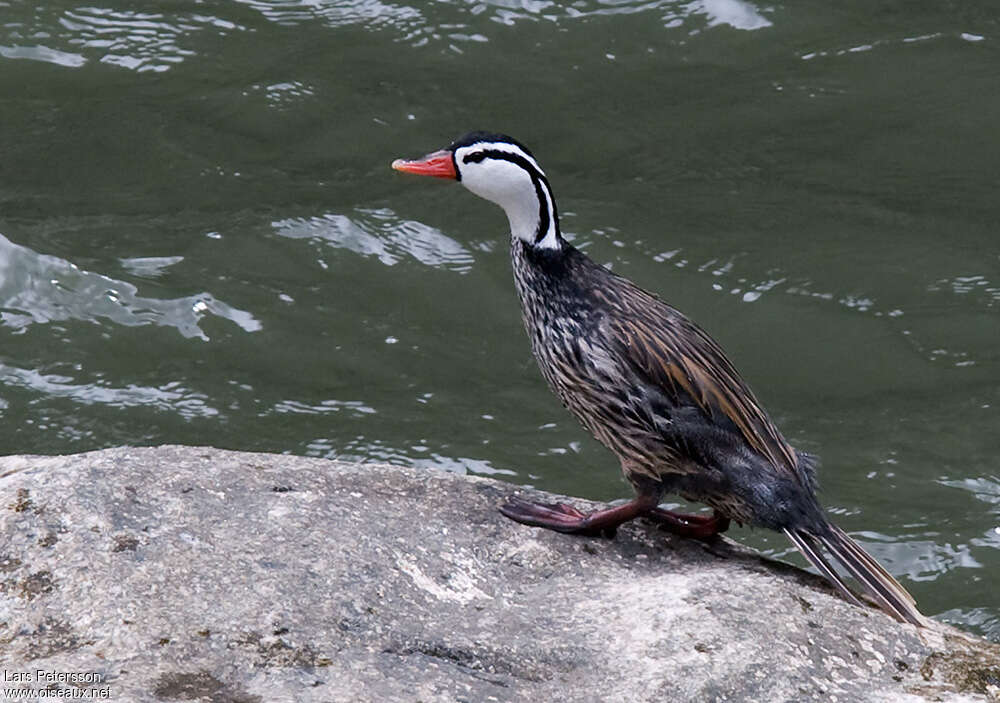 Torrent Duck male adult, identification