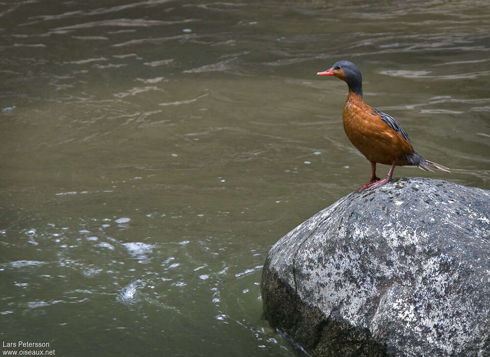 Torrent Duck female adult, identification