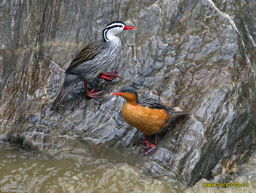 Torrent Duckadult breeding