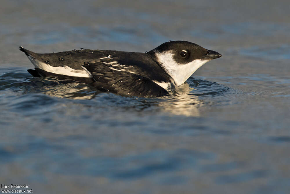 Little Aukadult post breeding, identification