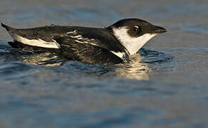 Little Auk