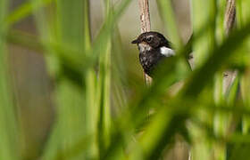 White-shouldered Fairywren