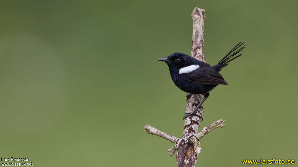 White-shouldered Fairywren male adult, identification