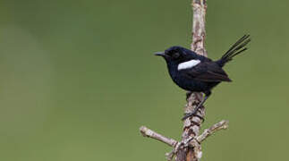 White-shouldered Fairywren