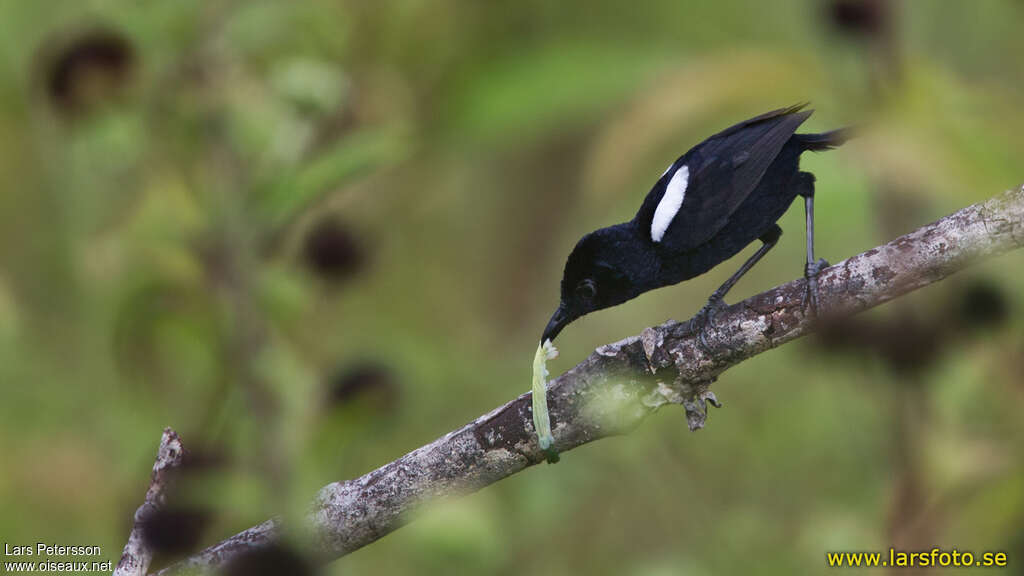 White-shouldered Fairywren male adult, feeding habits