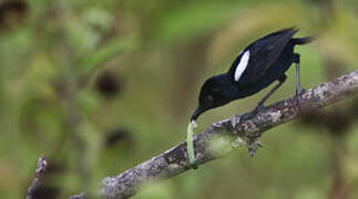 White-shouldered Fairywren