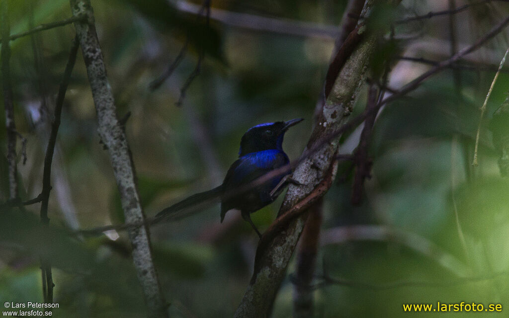 Emperor Fairywren