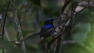 Emperor Fairywren