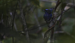 Emperor Fairywren